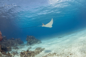 Eagle Ray in the Reef, Cozumel México by Alejandro Topete 